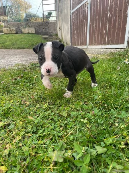 cuccioli di amstaff