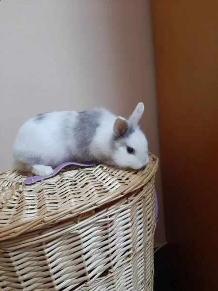 vendo dolcissimo coniglio nano | Foto 0