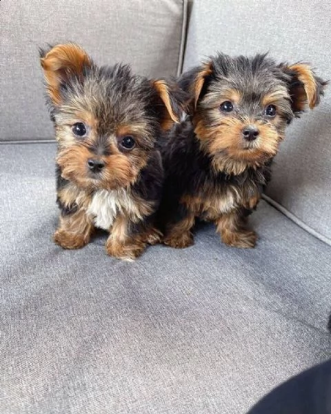 vendita cuccioli cuccioli di favolosi york shiree