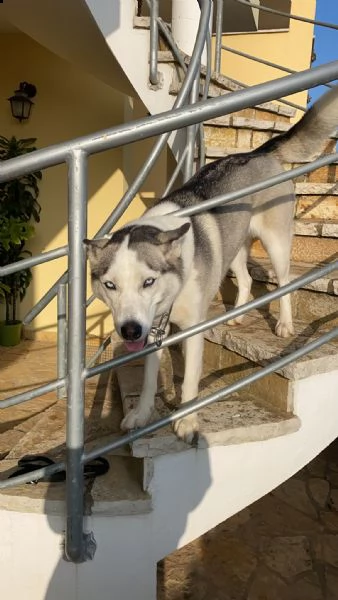 husky siberiano | Foto 4