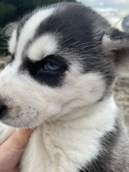 husky siberiano | Foto 2
