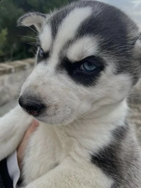 husky siberiano | Foto 1