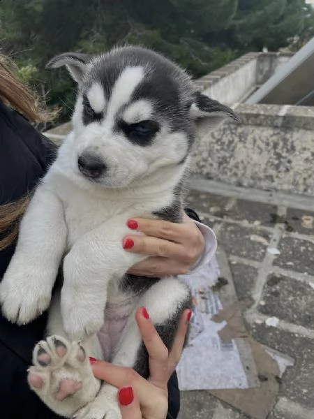 husky siberiano