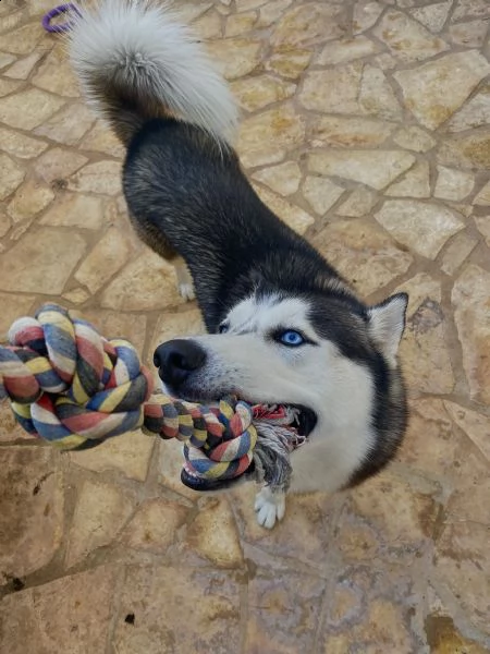 husky siberiano | Foto 0