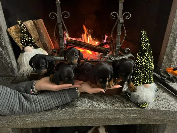 splendidi cuccioli di bassotto nano | Foto 2