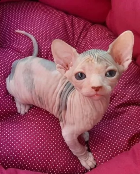 gattini sphynx maschi e femmine | Foto 0