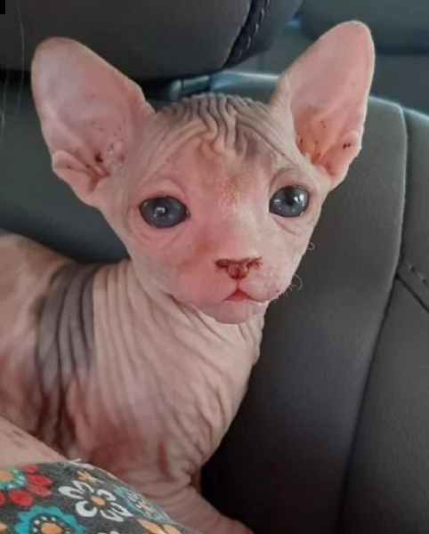 gattini sphynx maschi e femmine