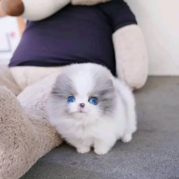 regalo  volpino pomerania mini toy | Foto 0