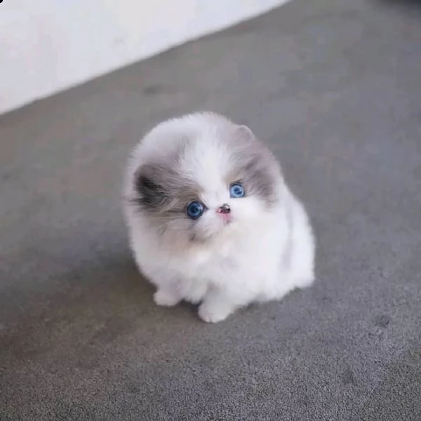 regalo  volpino pomerania mini toy