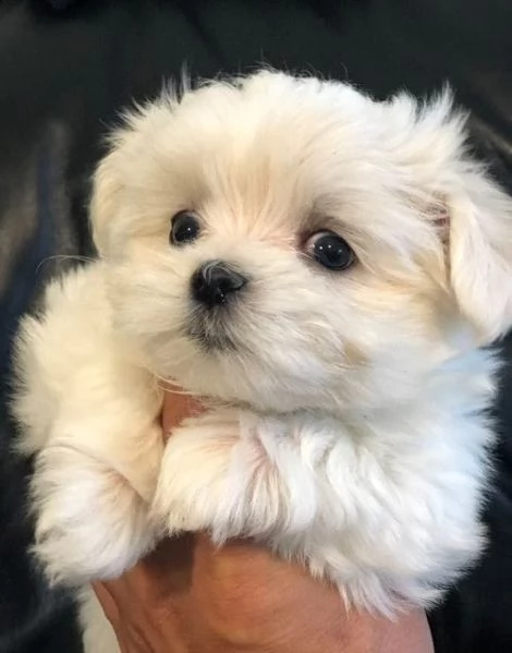 meraviglioso maltese in adozione 393509706299