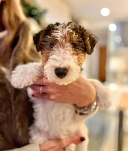 fox terrier 