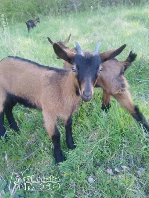 Vendita Capra Da Allevatore A Ascoli Piceno Camosciata Delle Alpi Cuccioli Di 60 Giorni