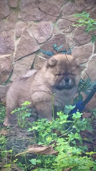 cuccioli di chow chow