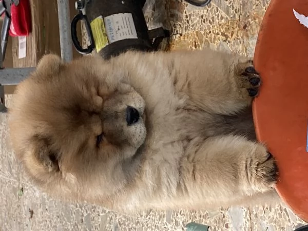 cuccioli di chow chow | Foto 6