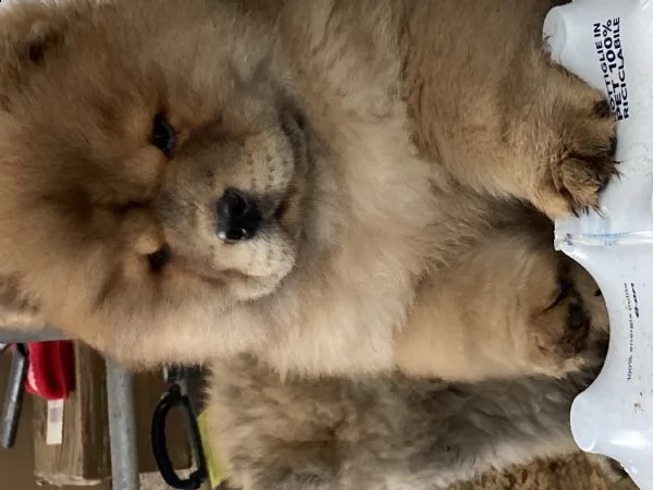 cuccioli di chow chow | Foto 5