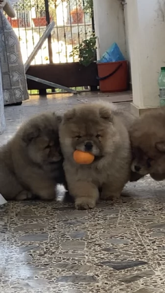 cuccioli di chow chow | Foto 4