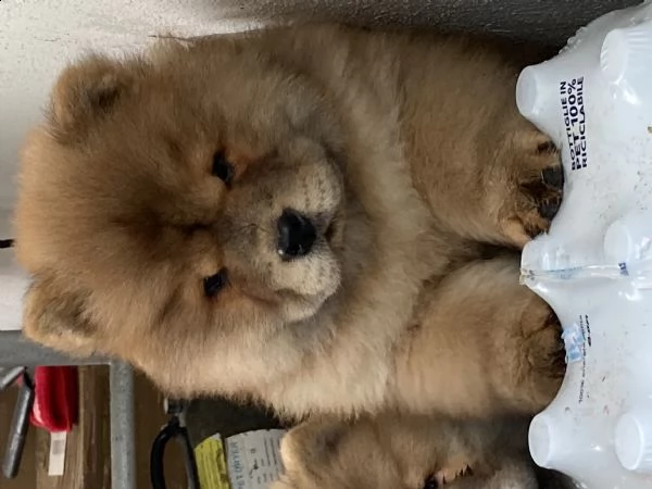 cuccioli di chow chow | Foto 3