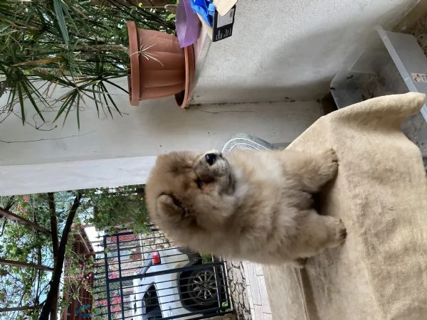 cuccioli di chow chow | Foto 1