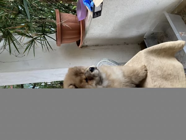 cuccioli di chow chow | Foto 0