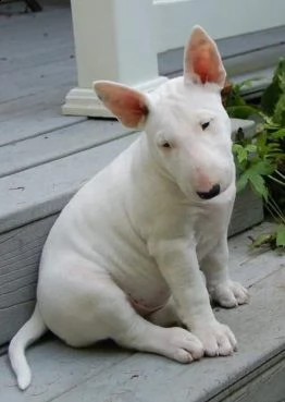 fantastici cuccioli di bull terrier