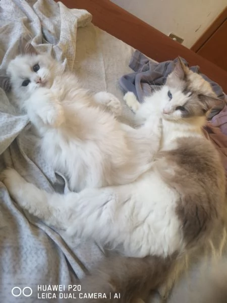 cuccioli di ragdoll 