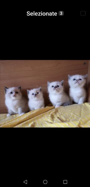 cuccioli di ragdoll  | Foto 1