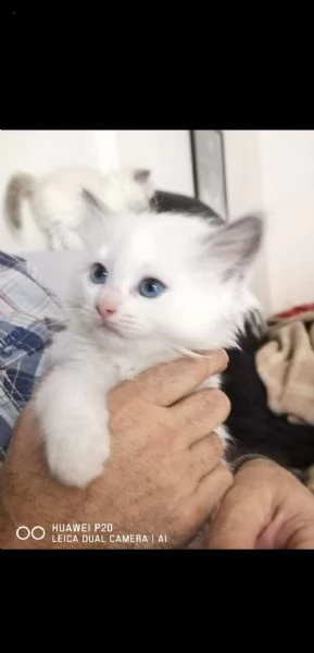 cuccioli di ragdoll  | Foto 0
