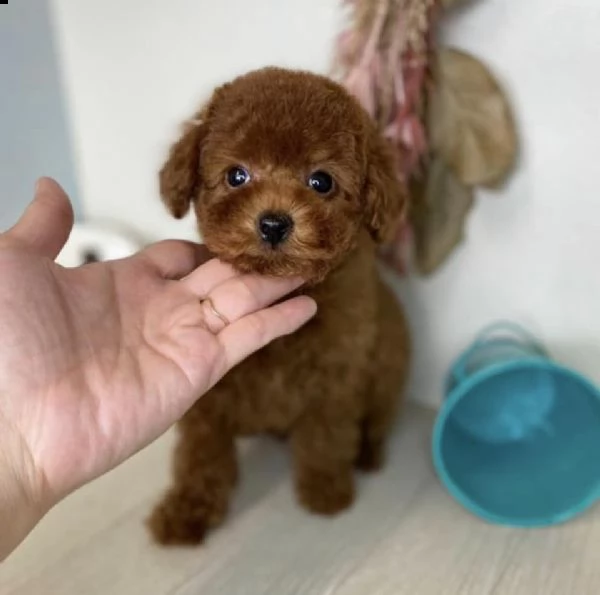 GONNA BARBONCINO DONNA, Rock And Roll Anni 50, Danza - Foto 12