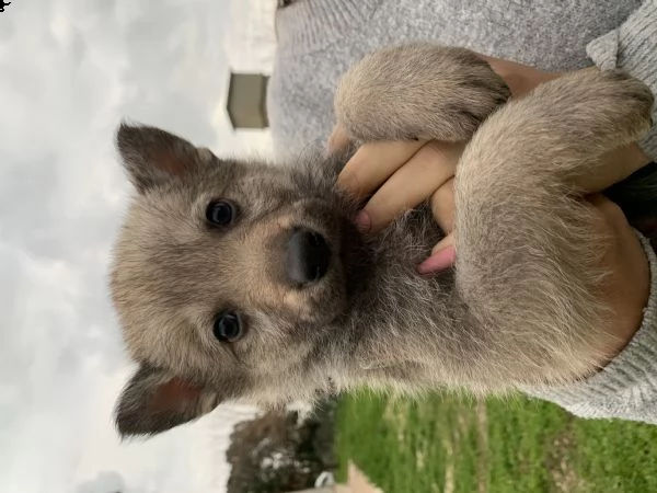 cuccioli lupo cecoslovacco  | Foto 6