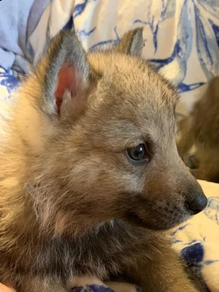 cuccioli lupo cecoslovacco  | Foto 5