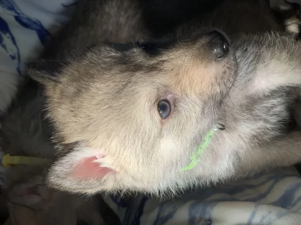 cuccioli lupo cecoslovacco  | Foto 4