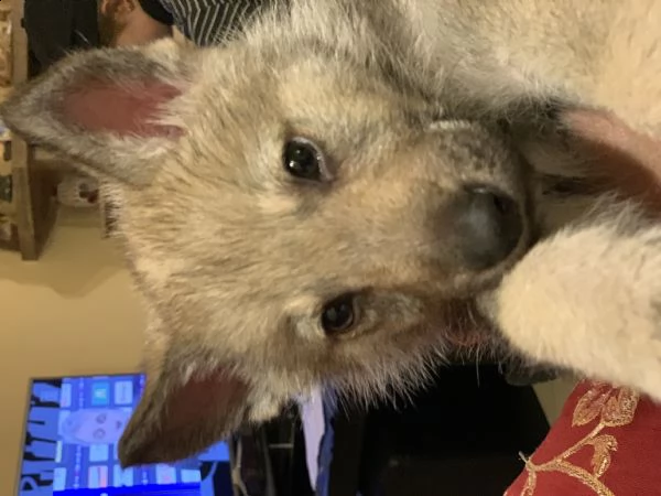 cuccioli lupo cecoslovacco  | Foto 3