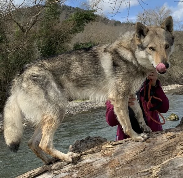 cuccioli lupo cecoslovacco 