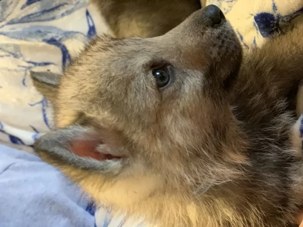 cuccioli lupo cecoslovacco  | Foto 1