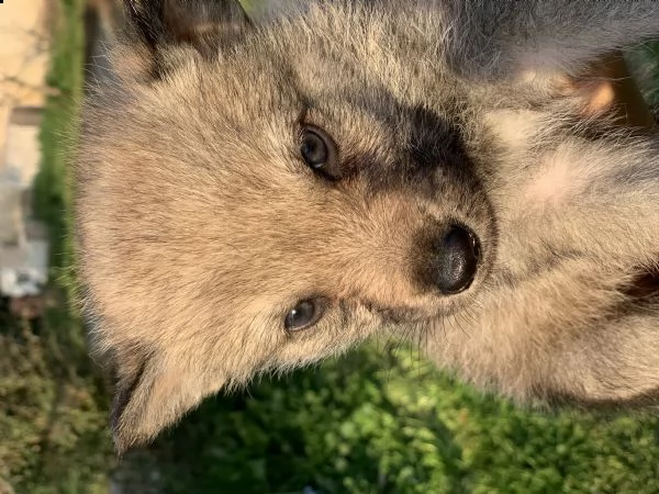 cuccioli lupo cecoslovacco  | Foto 0
