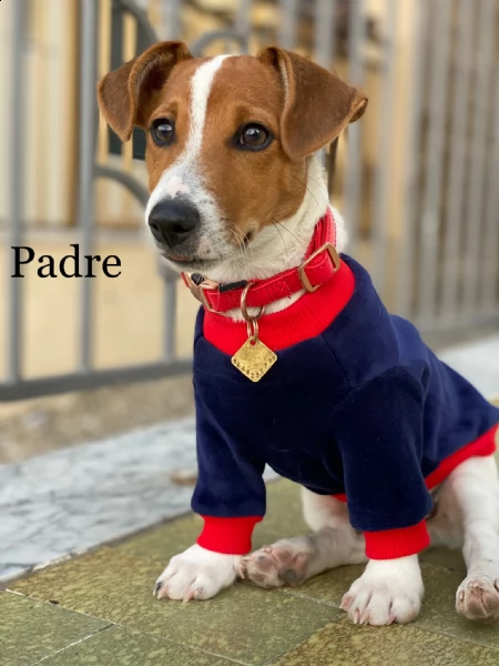 jack russel terrier maschio | Foto 1