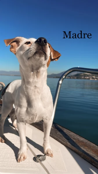 jack russel terrier maschio | Foto 0