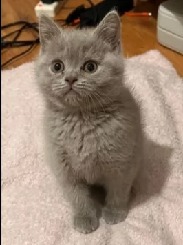 bellissimi gattini british smoke