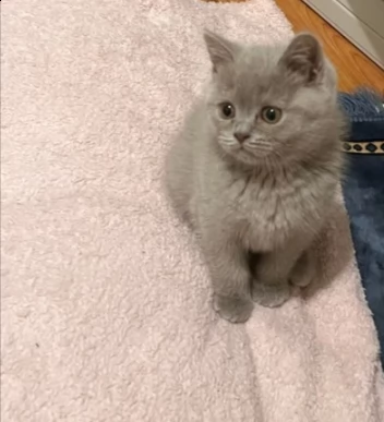bellissimi gattini british smoke | Foto 0