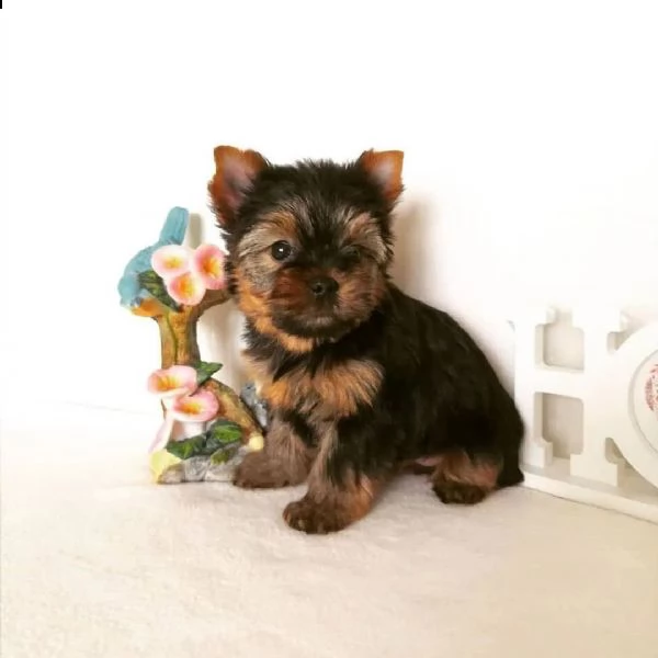cuccioli di yorkie minuscoli di qualit 393509706299