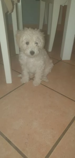 barboncino barboncini nano maschio e femmina 