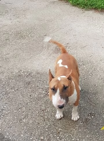 bull terrier miniature 