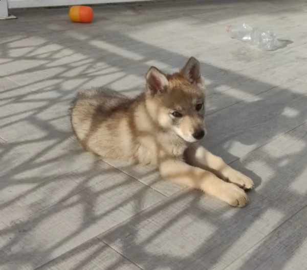cuccioli cane lupo cecoslovacco | Foto 1