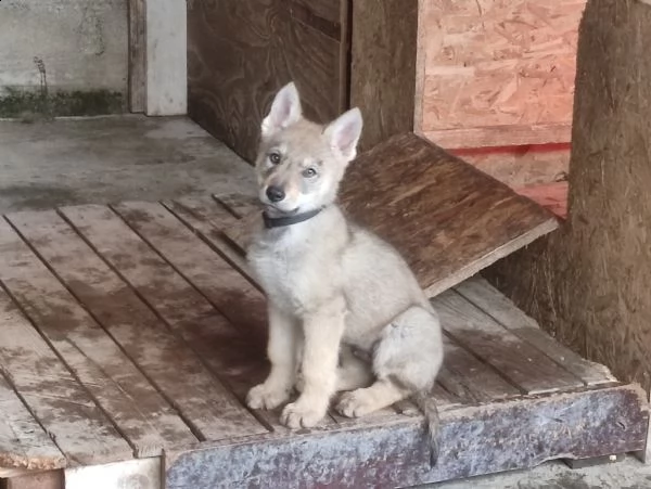 cuccioli cane lupo cecoslovacco | Foto 0