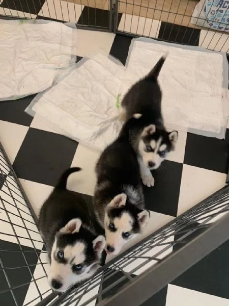 cuccioli di husky siberiano occhi azzurri | Foto 6