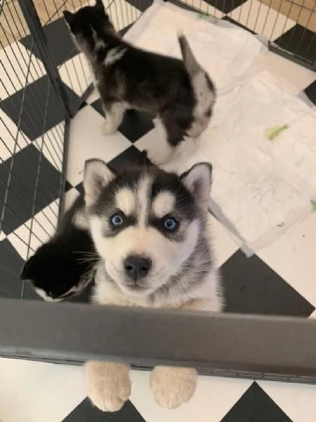 cuccioli di husky siberiano occhi azzurri | Foto 5