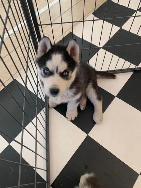 cuccioli di husky siberiano occhi azzurri | Foto 4