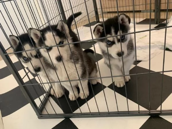 cuccioli di husky siberiano occhi azzurri | Foto 3