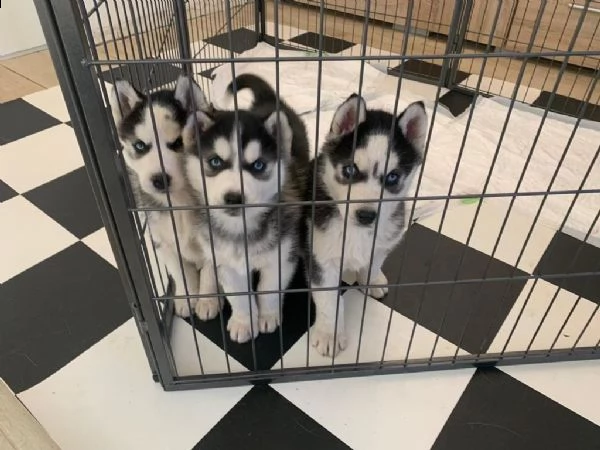 cuccioli di husky siberiano occhi azzurri