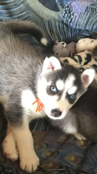 cuccioli di husky siberiano occhi azzurri | Foto 2